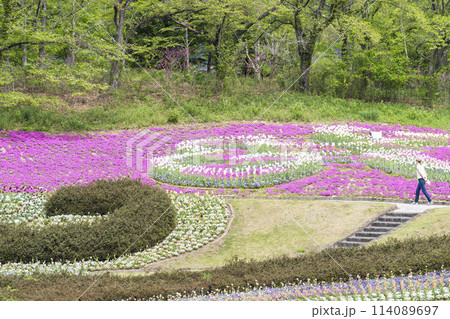 鮮やかに咲いたチューリップの花　国営みちのく杜の湖畔公園　宮城県川崎町 114089697