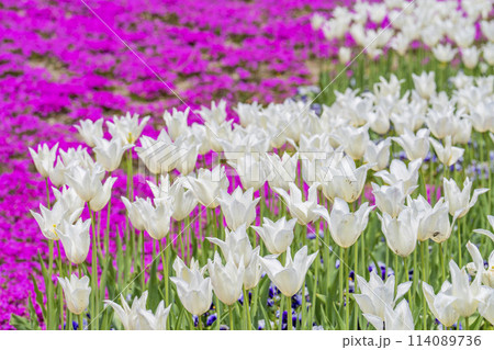 鮮やかに咲いたチューリップと芝桜　国営みちのく杜の湖畔公園　宮城県川崎町 114089736