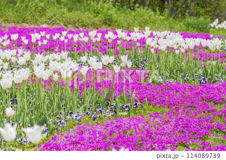 鮮やかに咲いたチューリップと芝桜 国営みちのく杜の湖畔公園 宮城県川崎町 鮮やかに咲いたチューリップと芝桜 国営みちのく杜の湖畔公園 宮城県川崎町 114089739