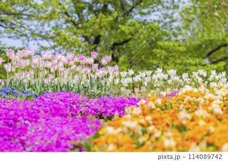 鮮やかに咲いたチューリップと芝桜　国営みちのく杜の湖畔公園　宮城県川崎町 114089742