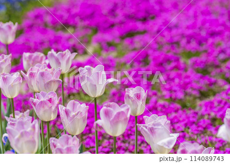鮮やかに咲いたチューリップと芝桜　国営みちのく杜の湖畔公園　宮城県川崎町 114089743