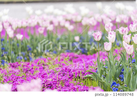 鮮やかに咲いたチューリップと芝桜 国営みちのく杜の湖畔公園 宮城県川崎町 鮮やかに咲いたチューリップと芝桜 国営みちのく杜の湖畔公園 宮城県川崎町 114089748