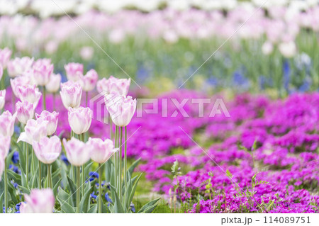 鮮やかに咲いたチューリップと芝桜 国営みちのく杜の湖畔公園 宮城県川崎町 鮮やかに咲いたチューリップと芝桜 国営みちのく杜の湖畔公園 宮城県川崎町 114089751