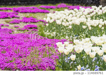 鮮やかに咲いたチューリップと芝桜　国営みちのく杜の湖畔公園　宮城県川崎町 114089761