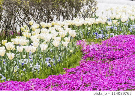 鮮やかに咲いたチューリップと芝桜　国営みちのく杜の湖畔公園　宮城県川崎町 114089763