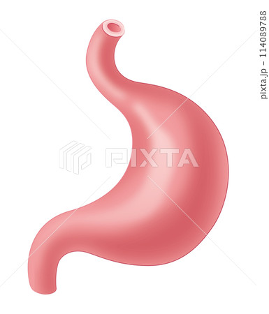 胃 114089788