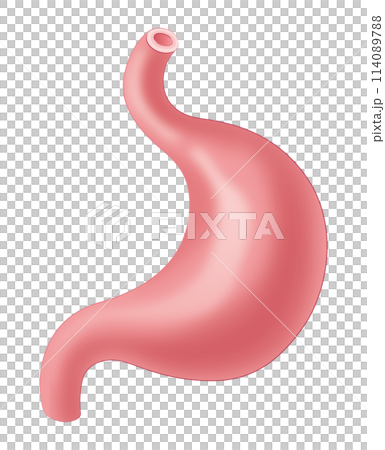 胃 114089788