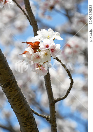 桜の花 114089882