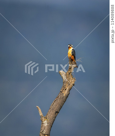 Collared falconet or Microhierax caerulescens bird of prey Falconidae perched high on tree natural blue sky background at dhikala zone jim corbett national park forest tiger reserve uttarakhand india 114089888