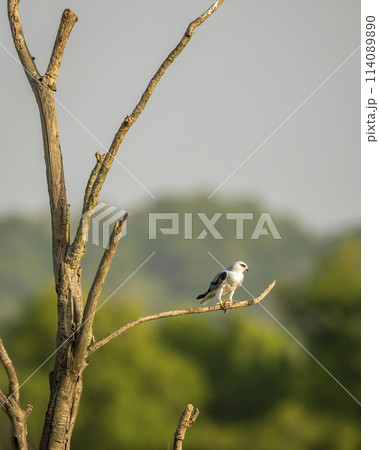 black winged shouldered kite or elanus caeruleus bird a small raptor and hunter perched in natural green scenic background during winter migration in safari at jim corbett national park forest india 114089890
