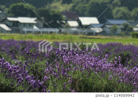 ラベンダー畑の風景 ラベンダー畑の風景 114089942