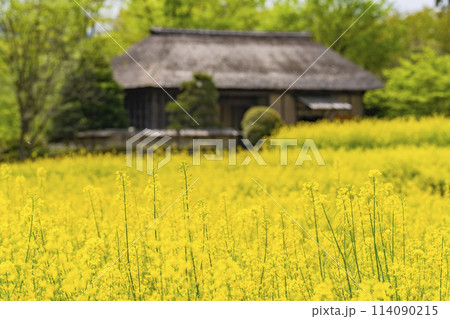 段々畑にたくさん咲いた菜の花 国営みちのく杜の湖畔公園 宮城県川崎町 段々畑にたくさん咲いた菜の花 国営みちのく杜の湖畔公園 宮城県川崎町 114090215