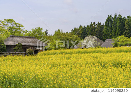 段々畑にたくさん咲いた菜の花　国営みちのく杜の湖畔公園　宮城県川崎町 114090220