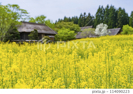 段々畑にたくさん咲いた菜の花　国営みちのく杜の湖畔公園　宮城県川崎町 114090223