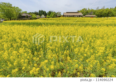 段々畑にたくさん咲いた菜の花 国営みちのく杜の湖畔公園 宮城県川崎町 段々畑にたくさん咲いた菜の花 国営みちのく杜の湖畔公園 宮城県川崎町 114090224