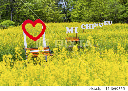 段々畑にたくさん咲いた菜の花　国営みちのく杜の湖畔公園　宮城県川崎町 114090226