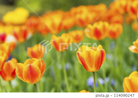 鮮やかに咲いたチューリップの花 国営みちのく杜の湖畔公園 宮城県川崎町 鮮やかに咲いたチューリップの花 国営みちのく杜の湖畔公園 宮城県川崎町 114090247