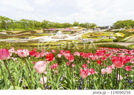 鮮やかに咲いたチューリップの花　国営みちのく杜の湖畔公園　宮城県川崎町 114090256