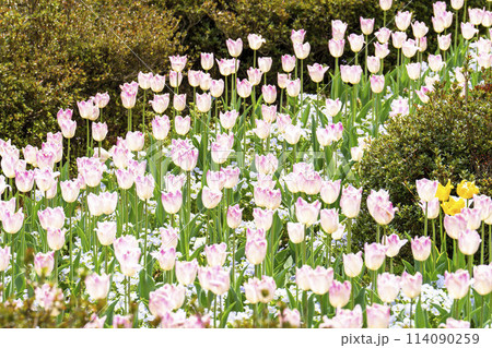 鮮やかに咲いたチューリップの花　国営みちのく杜の湖畔公園　宮城県川崎町 114090259