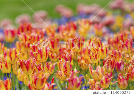 鮮やかに咲いたチューリップの花　国営みちのく杜の湖畔公園　宮城県川崎町 114090275