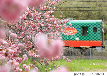 真岡鐵道「ぼたん桜の花模様と列車の模様に包まれて」 114090281