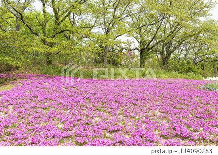 鮮やかに咲いた芝桜　国営みちのく杜の湖畔公園　宮城県川崎町 114090283