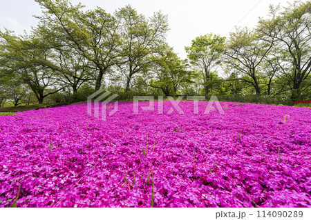 鮮やかに咲いた芝桜　国営みちのく杜の湖畔公園　宮城県川崎町 114090289