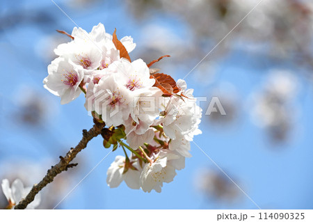 桜の花 114090325