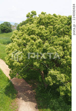 公園のクスノキ 公園のクスノキ 114090484