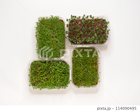 Growing various micro-green plants at home in phytolamp light. Growing various micro-green plants at home in phytolamp light. 114090495