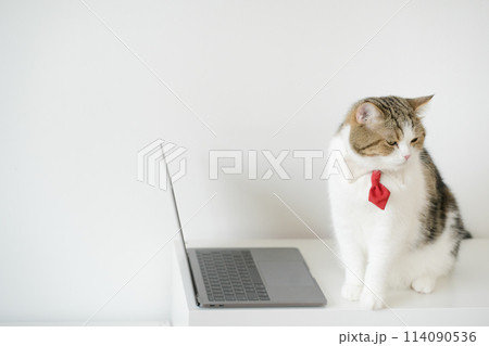 business concept with tabby scottish cat costume with necktie during use laptop and sit on white table business concept with tabby scottish cat costume with necktie during use laptop and sit on white table 114090536
