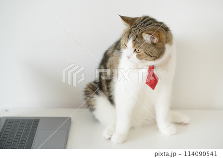 business concept with tabby scottish cat costume with necktie during use laptop and sit on white table business concept with tabby scottish cat costume with necktie during use laptop and sit on white table 114090541