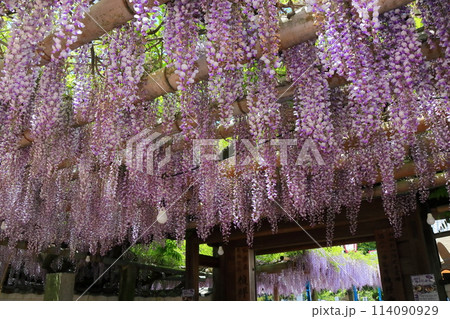 【愛媛県】晴天の禎祥寺の観音堂の満開の藤 【愛媛県】晴天の禎祥寺の観音堂の満開の藤 114090929