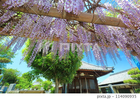 【愛媛県】晴天の禎祥寺の観音堂の満開の藤 【愛媛県】晴天の禎祥寺の観音堂の満開の藤 114090935