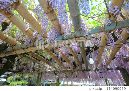 【愛媛県】晴天の禎祥寺の観音堂の満開の藤 【愛媛県】晴天の禎祥寺の観音堂の満開の藤 114090939