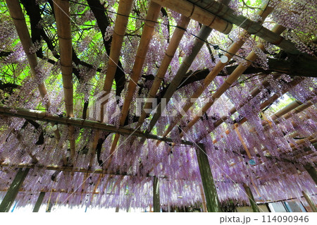 【愛媛県】晴天の禎祥寺の観音堂の満開の藤 114090946