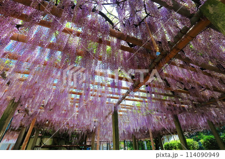 【愛媛県】晴天の禎祥寺の観音堂の満開の藤 114090949