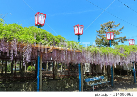 【愛媛県】晴天の禎祥寺の観音堂の満開の藤 114090963