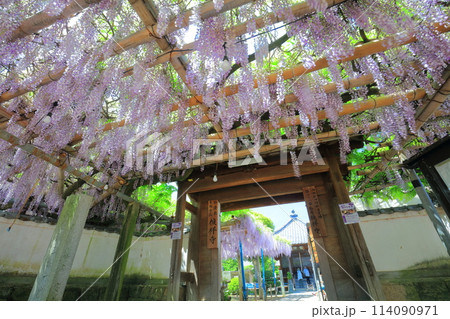 【愛媛県】晴天の禎祥寺の観音堂の満開の藤 114090971