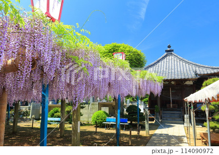 【愛媛県】晴天の禎祥寺の観音堂の満開の藤 【愛媛県】晴天の禎祥寺の観音堂の満開の藤 114090972