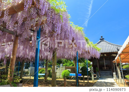 【愛媛県】晴天の禎祥寺の観音堂の満開の藤 114090973