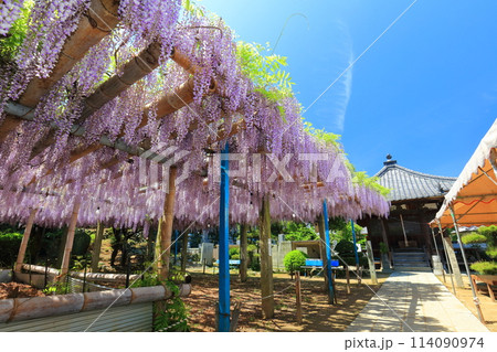【愛媛県】晴天の禎祥寺の観音堂の満開の藤 114090974