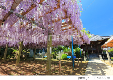 【愛媛県】晴天の禎祥寺の観音堂の満開の藤 114090976