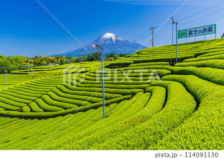 （静岡県）もえぎ色が美しい、富士市・天間の茶畑越しに富士山 114091130