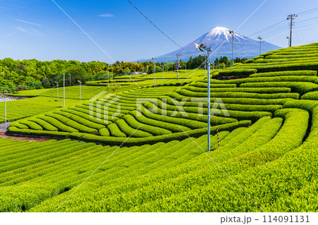 （静岡県）もえぎ色が美しい、富士市・天間の茶畑越しに富士山 114091131