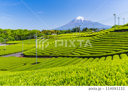 （静岡県）もえぎ色が美しい、富士市・天間の茶畑越しに富士山 114091132