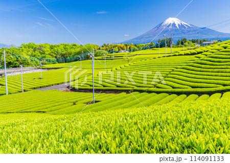 (静岡県)もえぎ色が美しい、富士市・天間の茶畑越しに富士山 (静岡県)もえぎ色が美しい、富士市・天間の茶畑越しに富士山 114091133