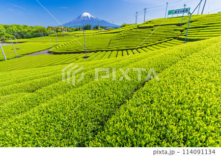 （静岡県）もえぎ色が美しい、富士市・天間の茶畑越しに富士山 114091134