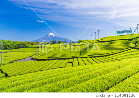 （静岡県）もえぎ色が美しい、富士市・天間の茶畑越しに富士山 114091136