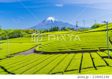 （静岡県）もえぎ色が美しい、富士市・天間の茶畑越しに富士山 114091140